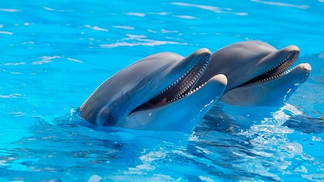 Dolphin Watching