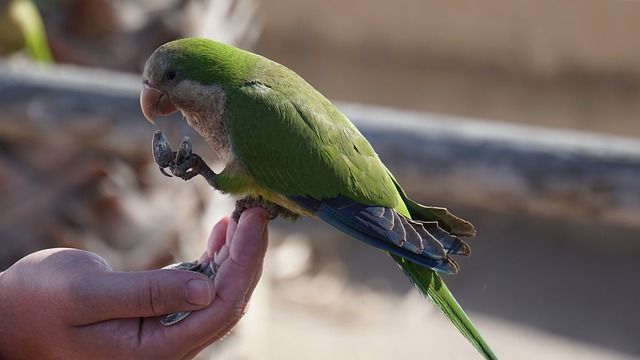 Close Encounters With Wildlife