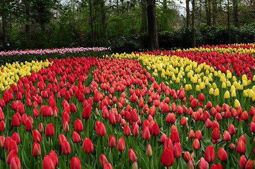 Keukenhof