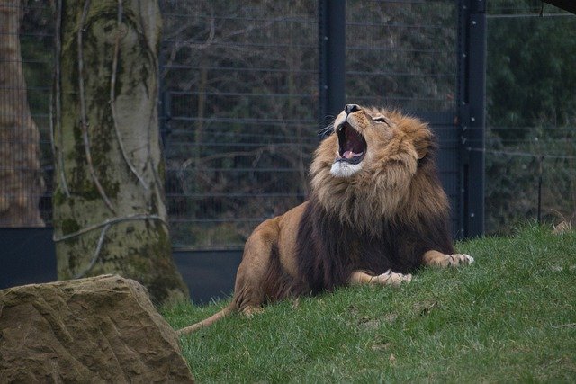 Visit The Dublin Zoo