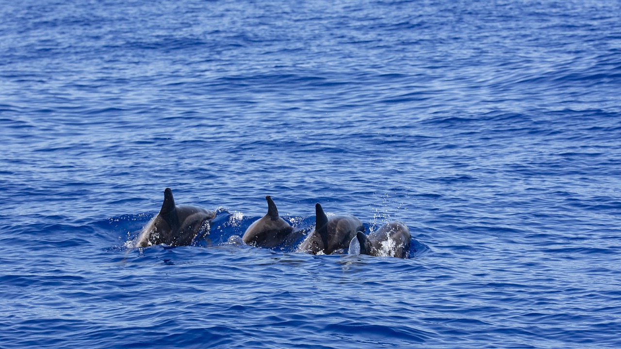 Dolphins & Whale Watching