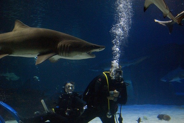 Dive With Sharks In The Bahamas