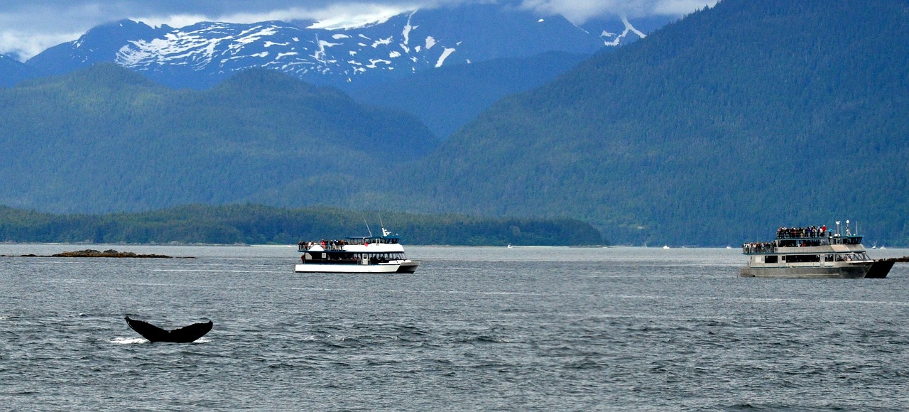 Kiteboarding & Whale Watching